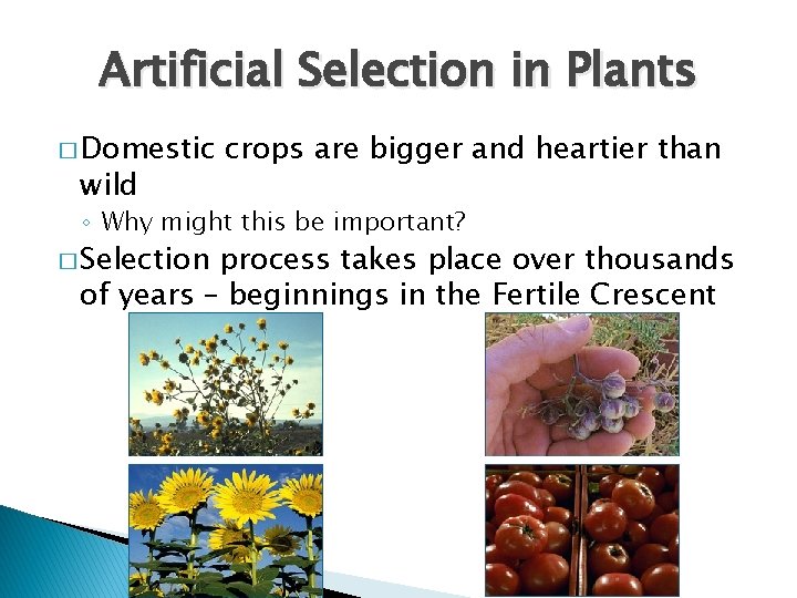 Artificial Selection in Plants � Domestic wild crops are bigger and heartier than ◦