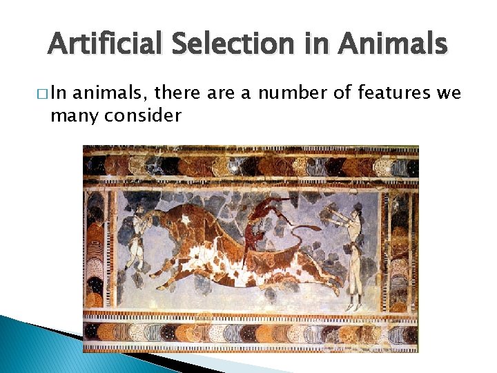 Artificial Selection in Animals � In animals, there a number of features we many