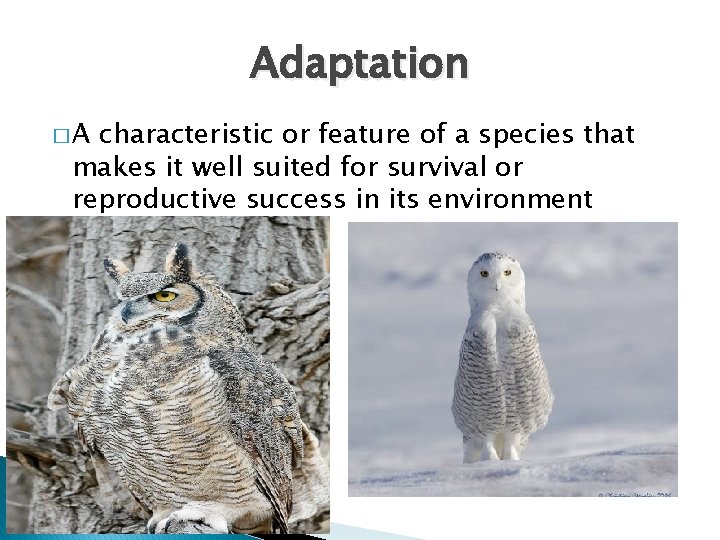 Adaptation �A characteristic or feature of a species that makes it well suited for