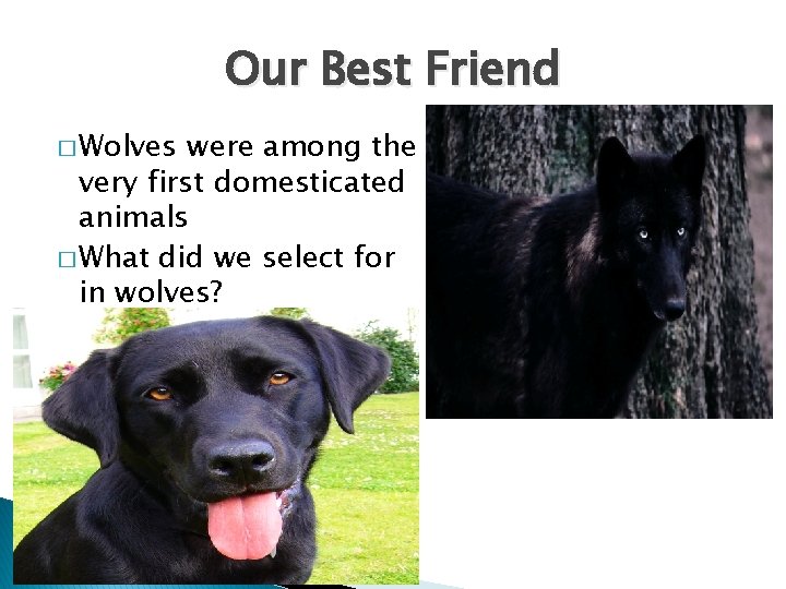 Our Best Friend � Wolves were among the very first domesticated animals � What