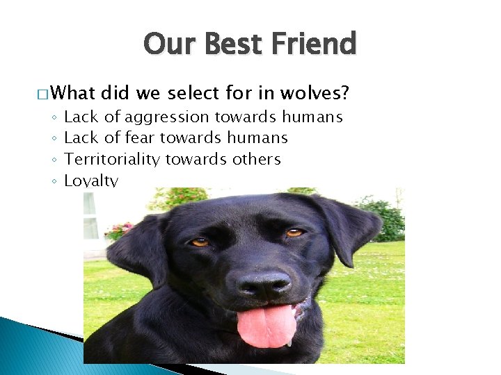 Our Best Friend � What ◦ ◦ did we select for in wolves? Lack