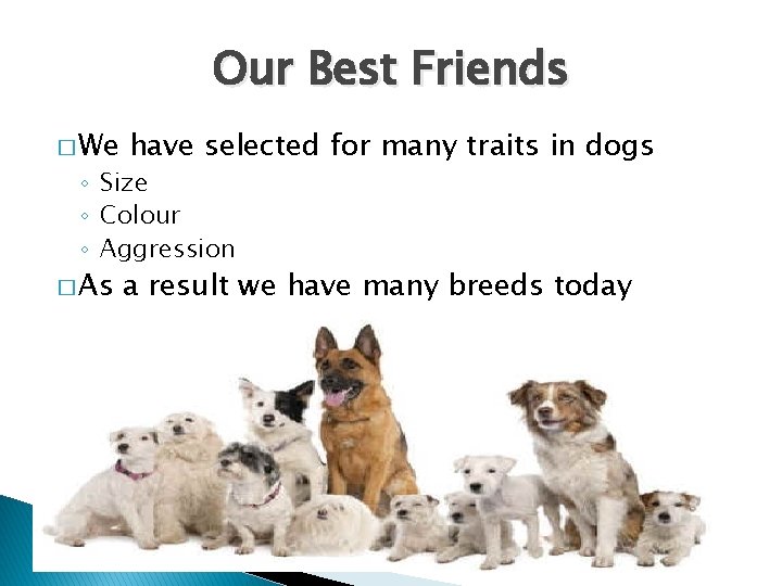 Our Best Friends � We have selected for many traits in dogs ◦ Size