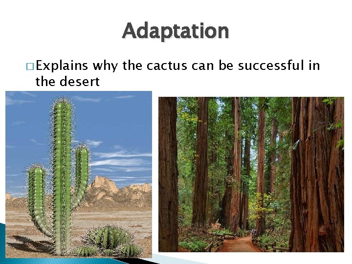 Adaptation � Explains why the cactus can be successful in the desert 