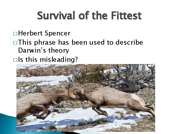 Survival of the Fittest � Herbert Spencer � This phrase has been used to