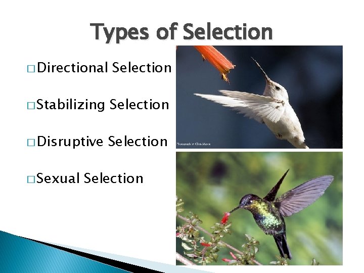 Types of Selection � Directional Selection � Stabilizing Selection � Disruptive Selection � Sexual