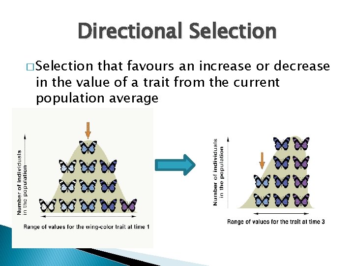 Directional Selection � Selection that favours an increase or decrease in the value of