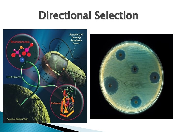 Directional Selection 