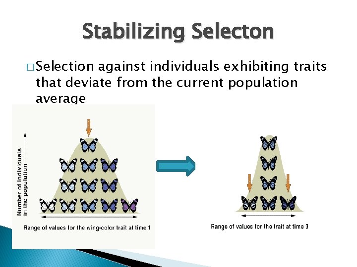 Stabilizing Selecton � Selection against individuals exhibiting traits that deviate from the current population