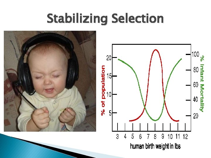 Stabilizing Selection 