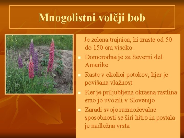 Mnogolistni volčji bob n n Je zelena trajnica, ki zraste od 50 do 150