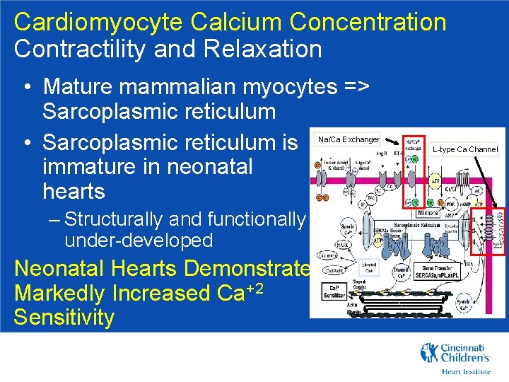 Cardiomyocyte Calcium Concentration Contractility and Relaxation • Mature mammalian myocytes => Sarcoplasmic reticulum •