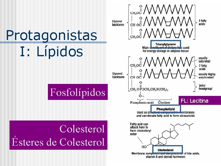 Protagonistas I: Lípidos Fosfolípidos Colesterol Ésteres de Colesterol FL: Lecitina 