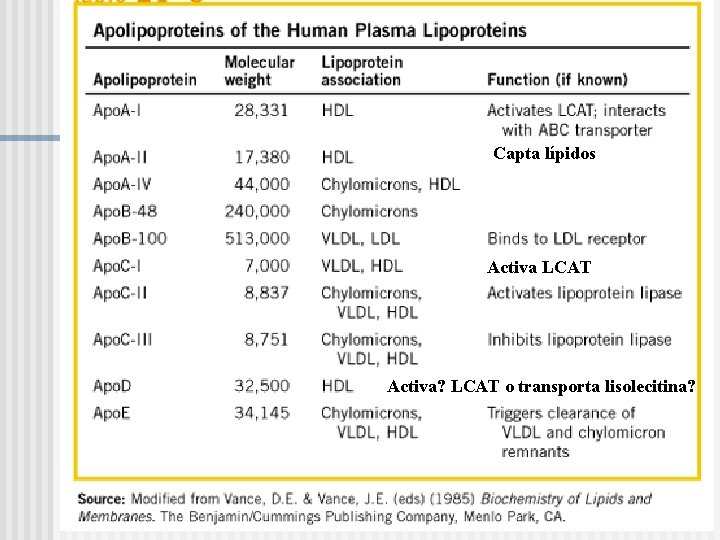 Capta lípidos Activa LCAT Activa? LCAT o transporta lisolecitina? 