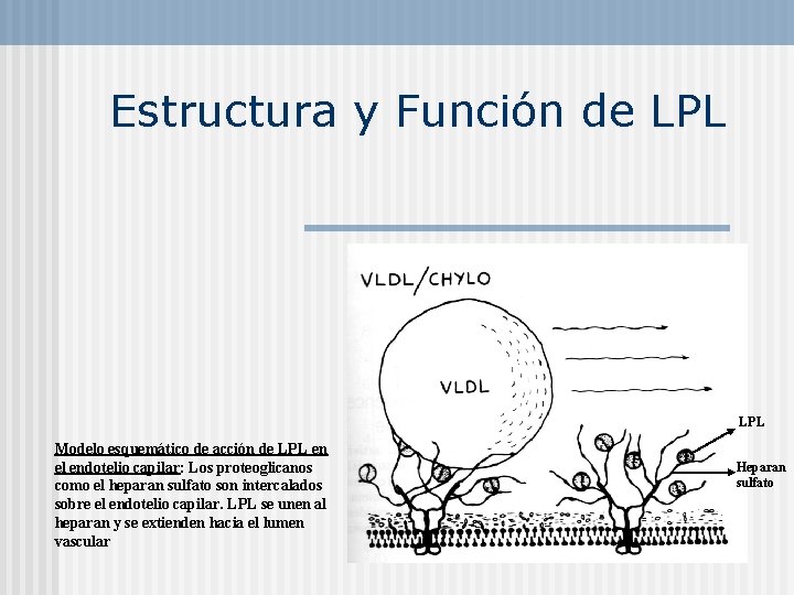 Estructura y Función de LPL Modelo esquemático de acción de LPL en el endotelio
