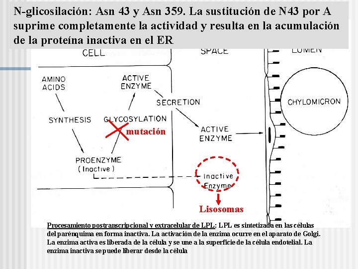N-glicosilación: Asn 43 y Asn 359. La sustitución de N 43 por A suprime