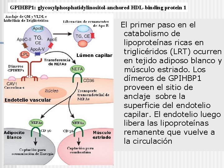 GPIHBP 1: glycosylphosphatidylinositol-anchored HDL-binding protein 1 El primer paso en el catabolismo de lipoproteínas