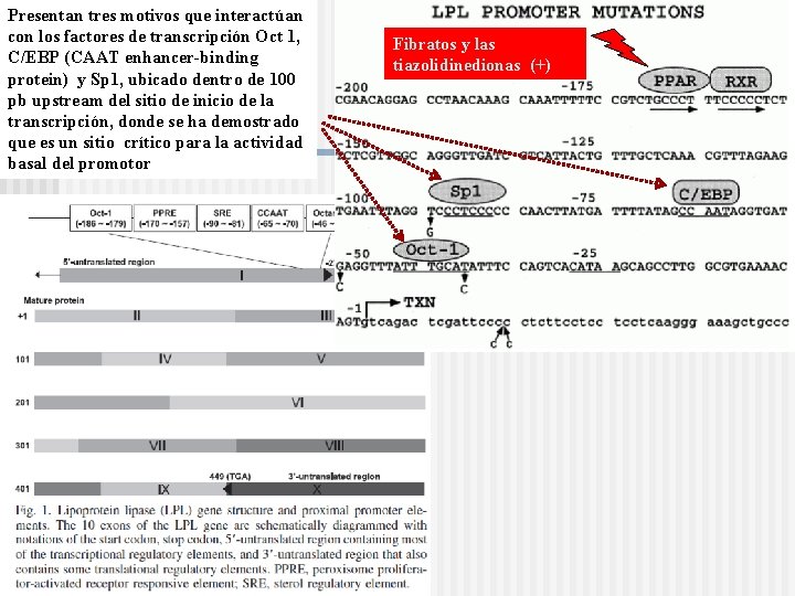 Presentan tres motivos que interactúan con los factores de transcripción Oct 1, C/EBP (CAAT