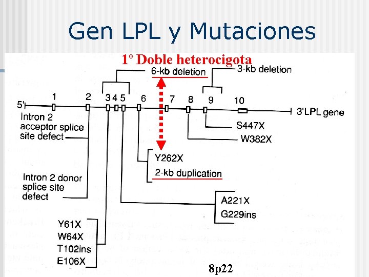 Gen LPL y Mutaciones 1º Doble heterocigota 8 p 22 
