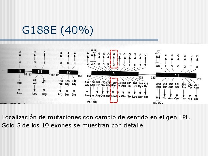 G 188 E (40%) Localización de mutaciones con cambio de sentido en el gen