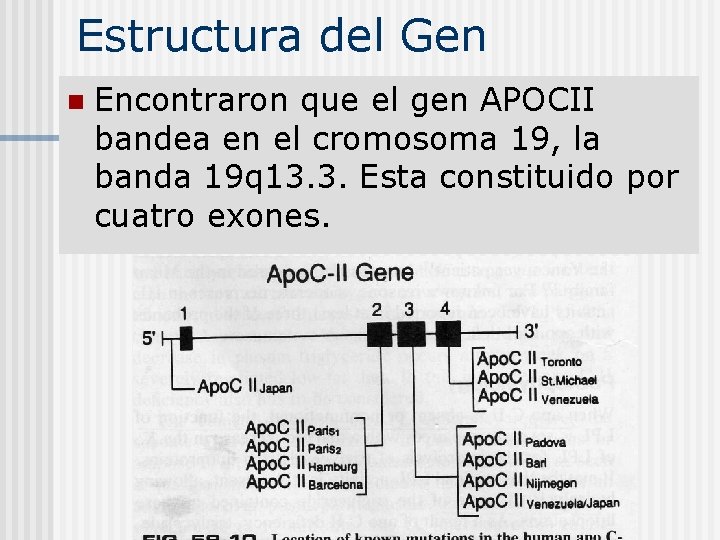 Estructura del Gen n Encontraron que el gen APOCII bandea en el cromosoma 19,