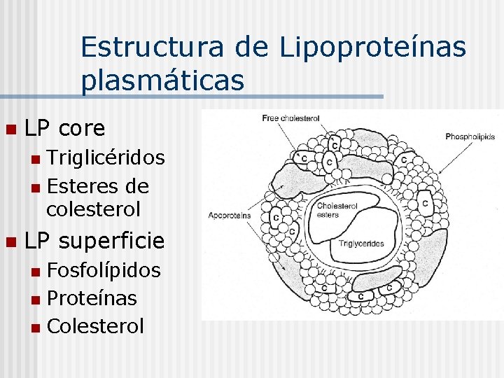 Estructura de Lipoproteínas plasmáticas n LP core Triglicéridos n Esteres de colesterol n n