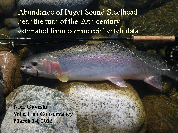 Abundance of Puget Sound Steelhead near the turn of the 20 th century estimated