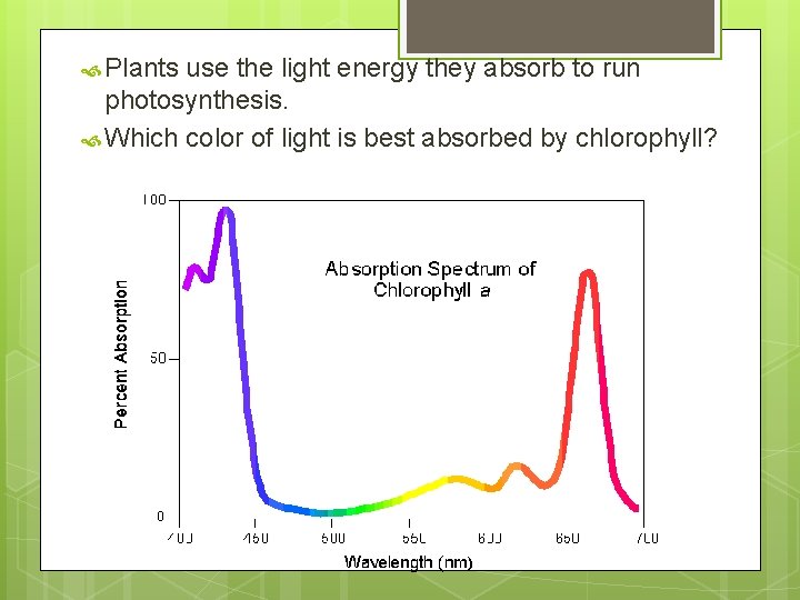  Plants use the light energy they absorb to run photosynthesis. Which color of