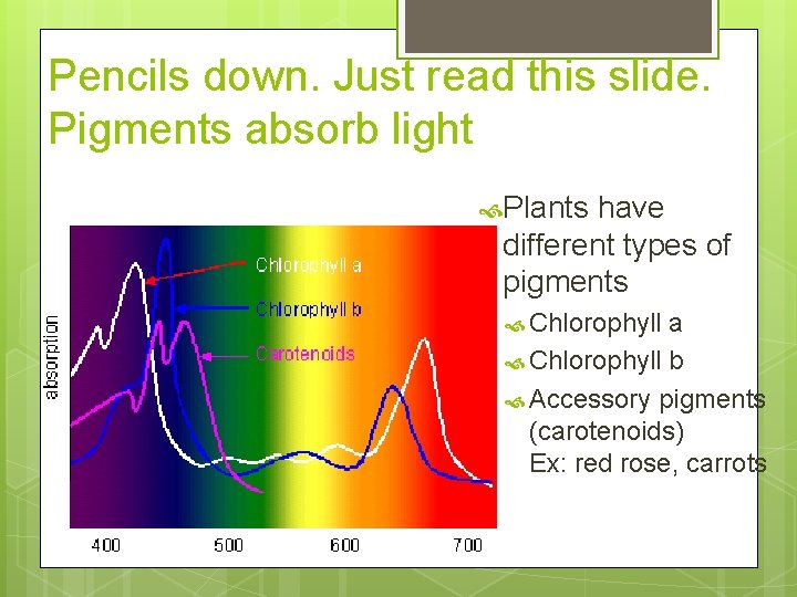 Pencils down. Just read this slide. Pigments absorb light Plants have different types of