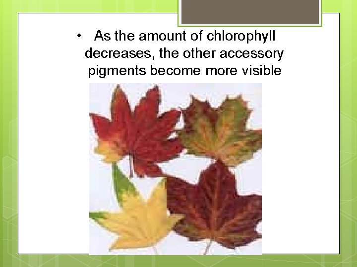  • As the amount of chlorophyll decreases, the other accessory pigments become more