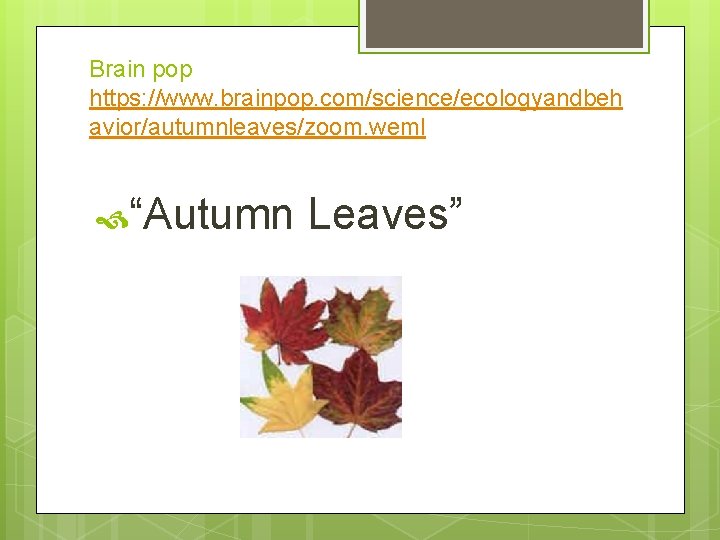 Brain pop https: //www. brainpop. com/science/ecologyandbeh avior/autumnleaves/zoom. weml “Autumn Leaves” 