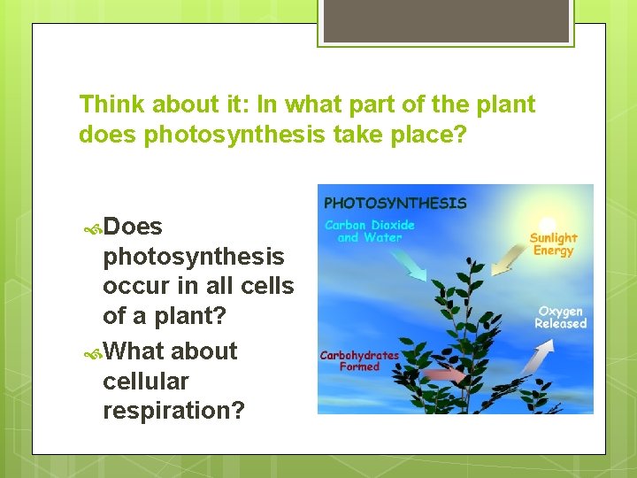 Think about it: In what part of the plant does photosynthesis take place? Does