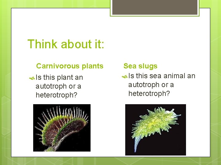 Think about it: Carnivorous plants Is this plant an autotroph or a heterotroph? Sea