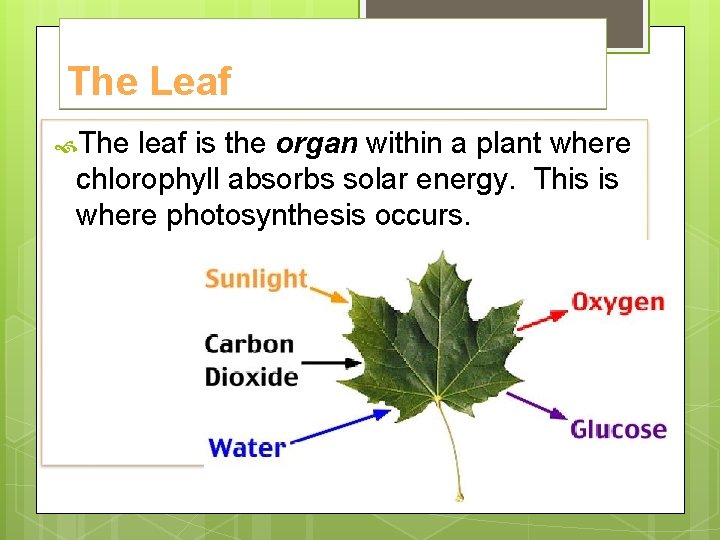 The Leaf The leaf is the organ within a plant where chlorophyll absorbs solar