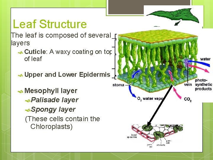 Leaf Structure The leaf is composed of several layers Cuticle: of leaf Upper A