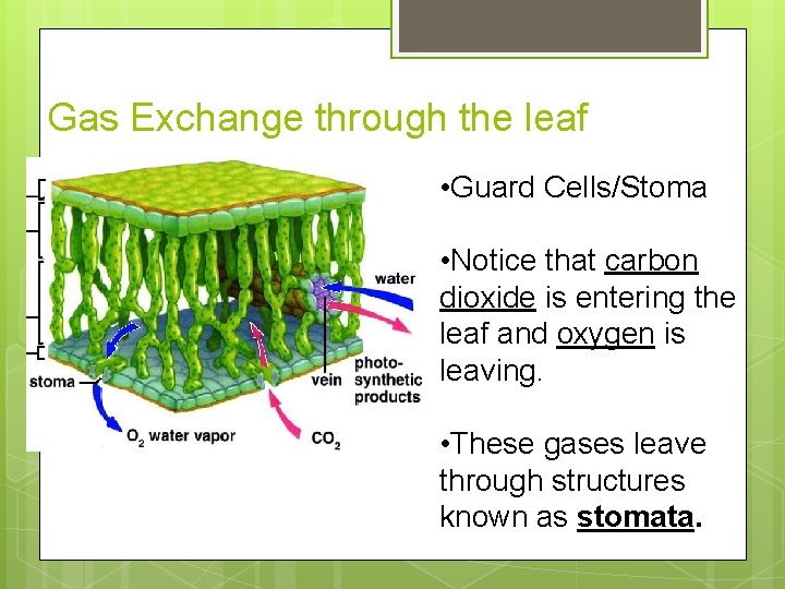 Gas Exchange through the leaf • Guard Cells/Stoma • Notice that carbon dioxide is