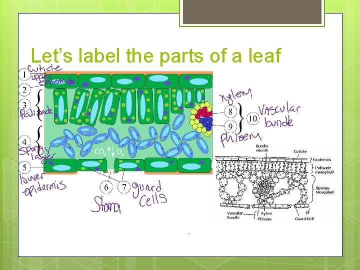 Let’s label the parts of a leaf 