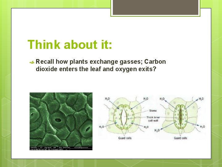 Think about it: Recall how plants exchange gasses; Carbon dioxide enters the leaf and