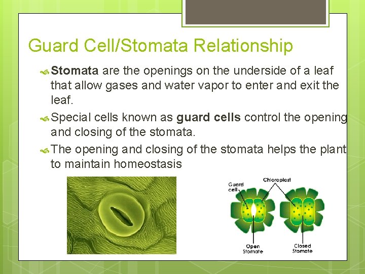 Guard Cell/Stomata Relationship Stomata are the openings on the underside of a leaf that