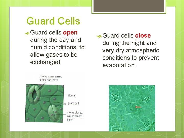 Guard Cells Guard cells open during the day and humid conditions, to allow gases