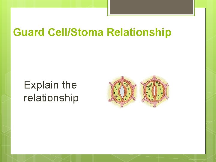 Guard Cell/Stoma Relationship Explain the relationship 