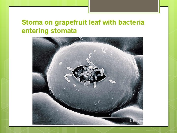 Stoma on grapefruit leaf with bacteria entering stomata 