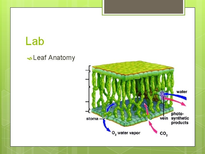 Lab Leaf Anatomy 