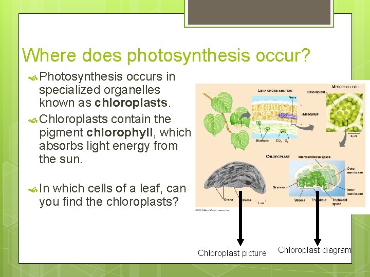 Where does photosynthesis occur? Photosynthesis occurs in specialized organelles known as chloroplasts. Chloroplasts contain