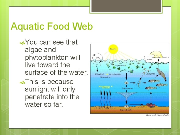 Aquatic Food Web You can see that algae and phytoplankton will live toward the