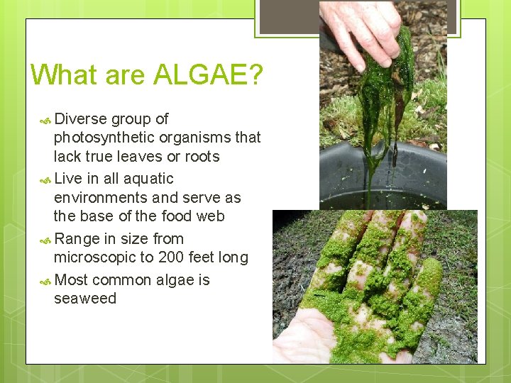 What are ALGAE? Diverse group of photosynthetic organisms that lack true leaves or roots