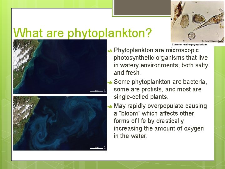 What are phytoplankton? Phytoplankton are microscopic photosynthetic organisms that live in watery environments, both