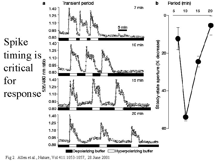 Spike timing is critical for response Fig 2. Allen et al. , Nature, Vol