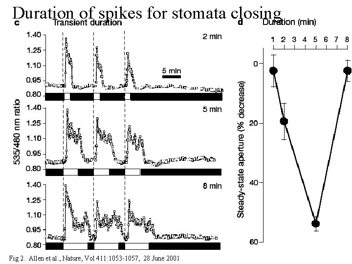 Duration of spikes for stomata closing Fig 2. Allen et al. , Nature, Vol