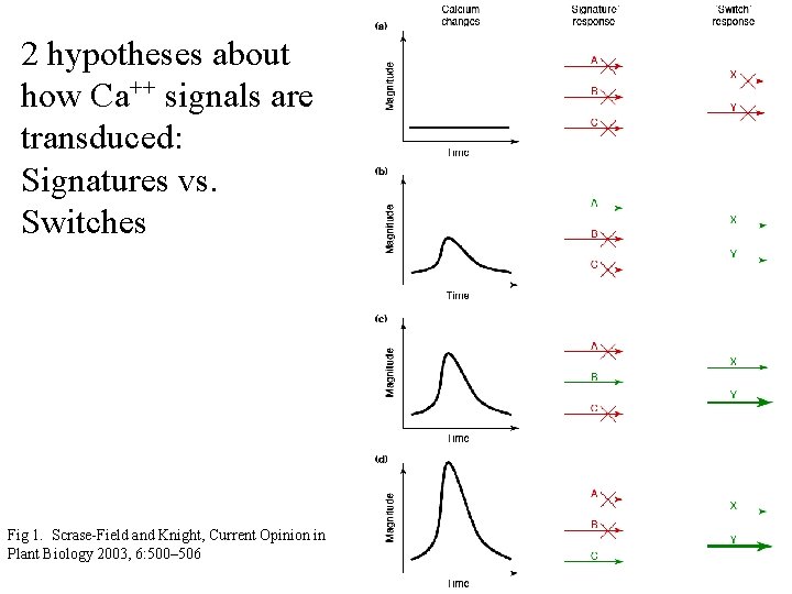 2 hypotheses about how Ca++ signals are transduced: Signatures vs. Switches Fig 1. Scrase-Field