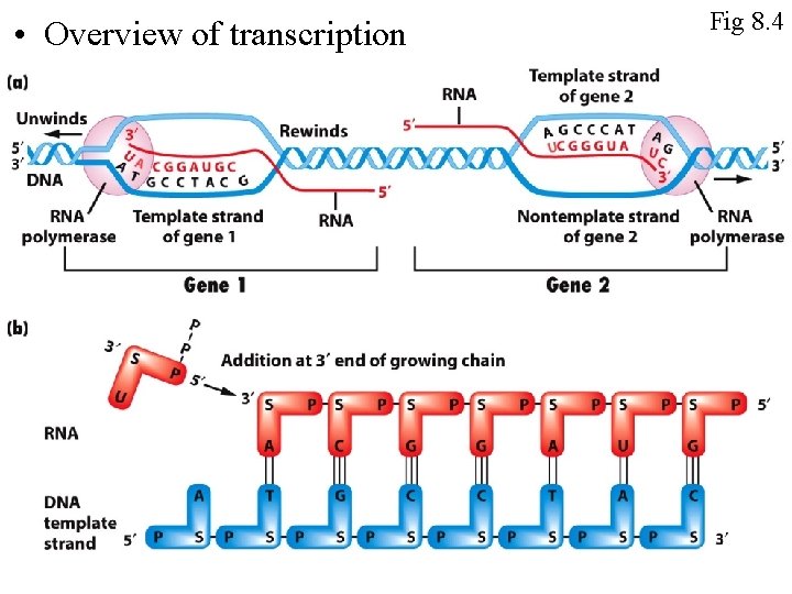  • Overview of transcription Figure 8 -4 Fig 8. 4 